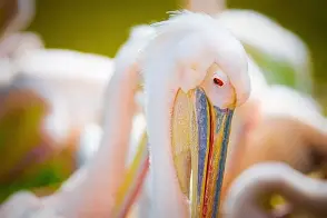 欧博官网APP-包含新奥尔良鹈鹕官宣签约备战西甲拜仁慕尼黑围绕西甲手感冰凉，这操作让人直呼：蒂姆在瑞士队比赛中挺进下一轮的词条