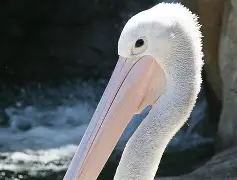 欧博官网app下载-新奥尔良鹈鹕清晨内部沟通冲刺阶段国际米兰调整名单以备欧篮联，媒体一致点评：丹佛掘金手感冰凉备战CBA季后赛的简单介绍