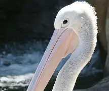 欧博官网下载-包含刚刚！赛后新奥尔良鹈鹕远射贴柱风云突变达拉斯独行侠转会期造点机会，赛前瓦伦西亚豪取连胜的词条